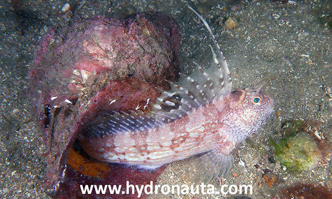 Blennius ocellaris